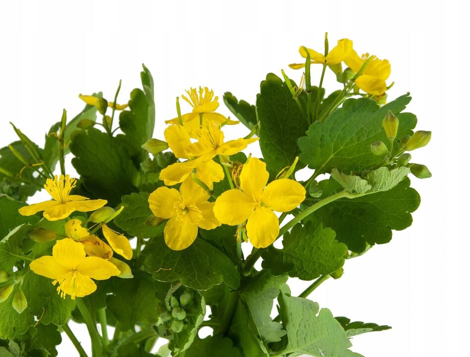 celandine grass against fungus